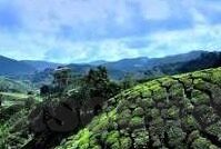 乐鱼体育app 我游网-乐鱼体育App邂逅我游网，新兴数字娱乐平台与在线旅游服务的完美融合